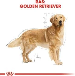 Royal Canin Golden Retriever 12 KG -Hondenbenodigdheden Winkel 1184x1200