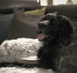 Quzi Hondenkussen Voor Bank - Fluffy Hondendeken - Bankbescherming Hond - 85x85cm - Afneembare Hoes -Hondenbenodigdheden Winkel 1200x1140 2