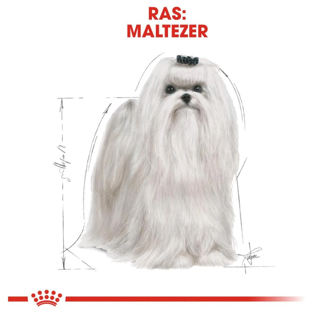 Royal Canin Maltese Adult 1.5 KG 6 Royal Canin Maltese Adult 1.5 KG - Afbeelding 6