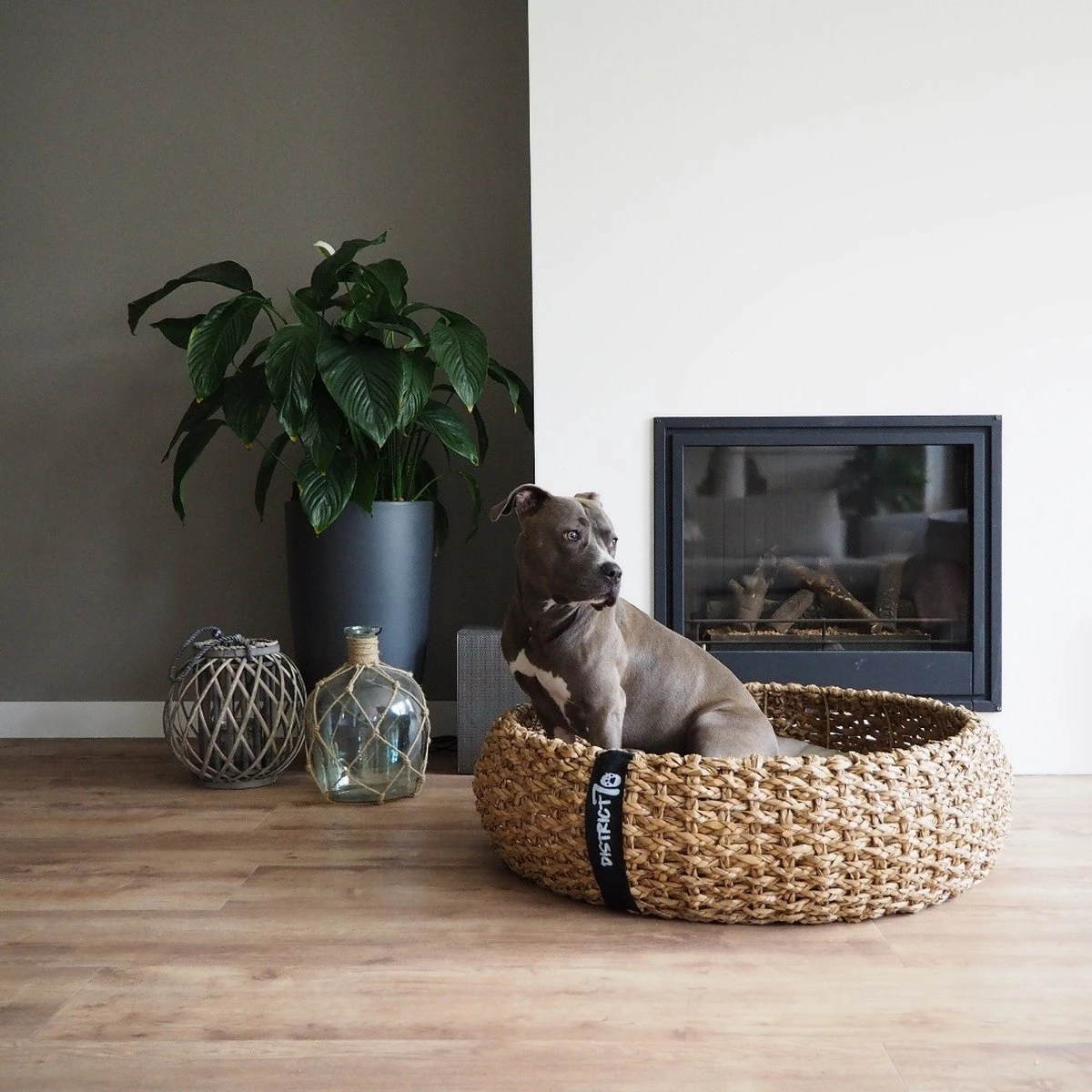 District 70 COCOON - Luxe Hondenmand Van Duurzaam Hoogwaardig Riet Met Zacht Kussen - Maten S/M/L - Large 8 District 70 COCOON - Luxe Hondenmand Van Duurzaam Hoogwaardig Riet Met Zacht Kussen - Maten S/M/L - Large - Afbeelding 8