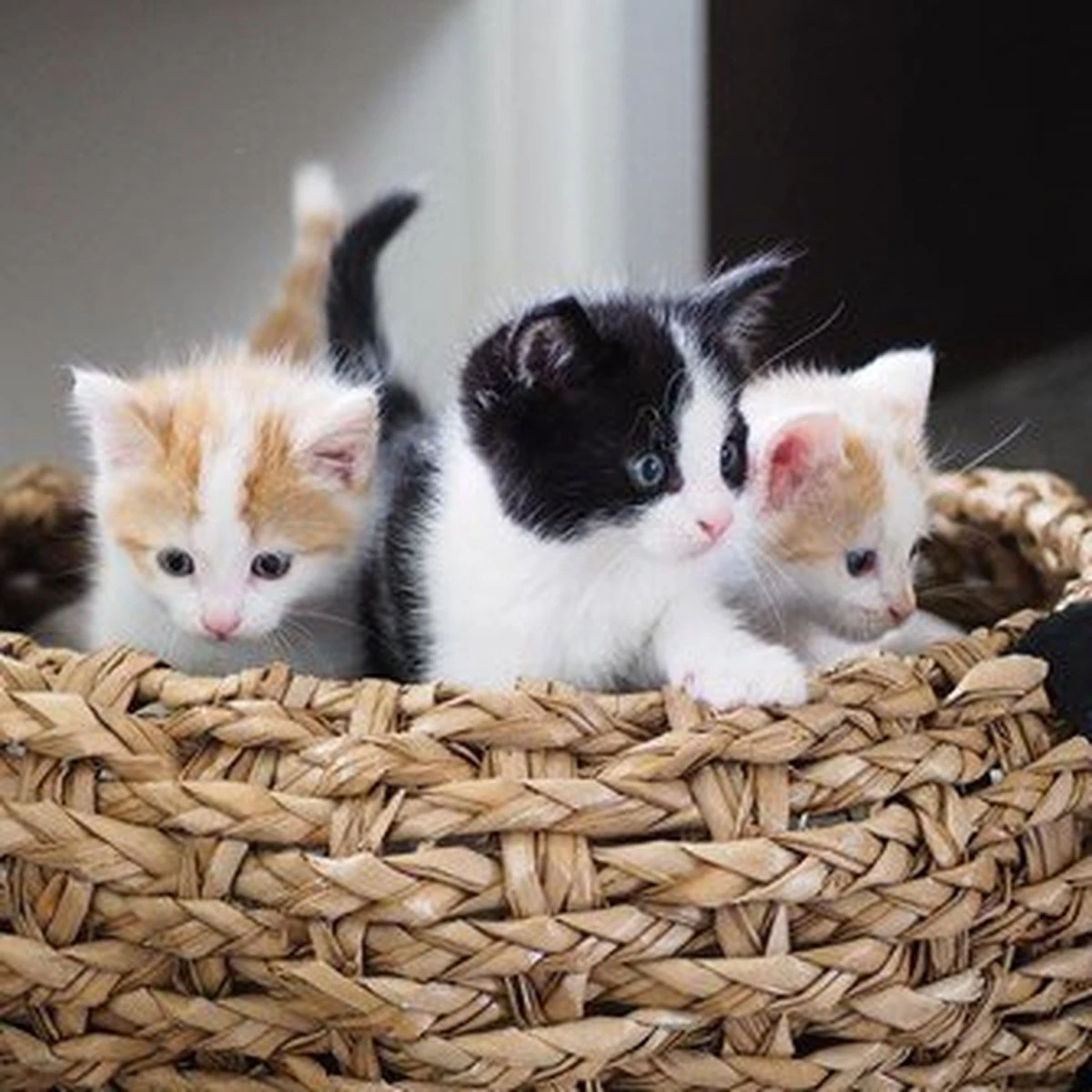 District 70 COCOON - Luxe Hondenmand Van Duurzaam Hoogwaardig Riet Met Zacht Kussen - Maten S/M/L - Large 10 District 70 COCOON - Luxe Hondenmand Van Duurzaam Hoogwaardig Riet Met Zacht Kussen - Maten S/M/L - Large - Afbeelding 10