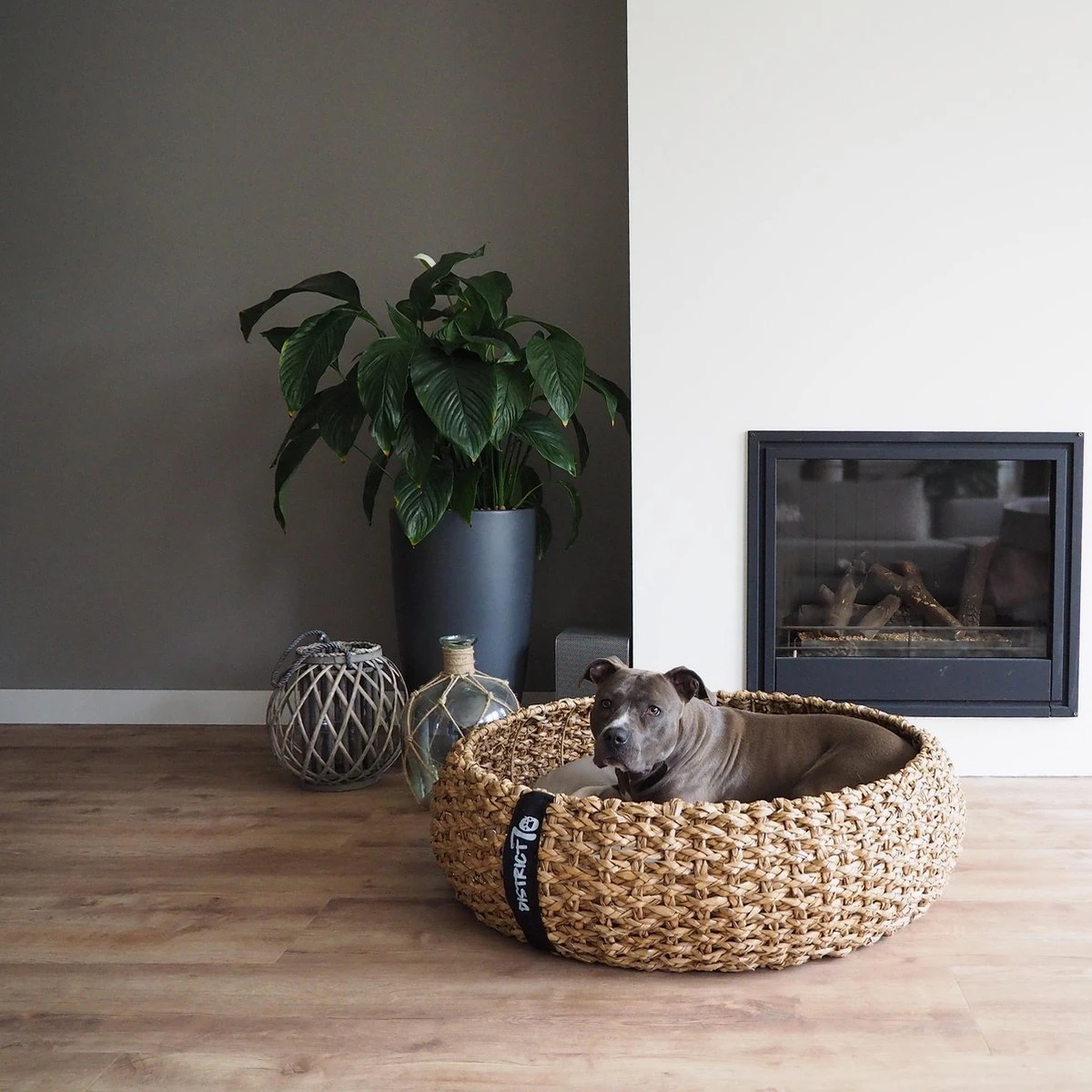 District 70 COCOON - Luxe Hondenmand Van Duurzaam Hoogwaardig Riet Met Zacht Kussen - Maten S/M/L - Large 13 District 70 COCOON - Luxe Hondenmand Van Duurzaam Hoogwaardig Riet Met Zacht Kussen - Maten S/M/L - Large - Afbeelding 13