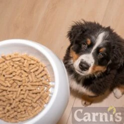 Hondenbenodigdheden Winkel -Hondenbenodigdheden Winkel 1200x1200 88