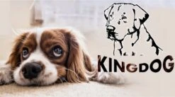 Kingdog - Groot Honden- En Kattenbed | Dierenmand 100 X 75 | Groen - Maat L -Hondenbenodigdheden Winkel 1200x665