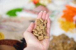 Kivo Petfood PROEFZAKJE Hondenbrokken Lam & Rijst 300 Gram - Koudgeperst - Glutenvrij -Hondenbenodigdheden Winkel 1200x799