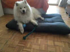 Hondenkussen XL - Donkergrijs - 60 X 90 X 12 -Hondenbenodigdheden Winkel 1200x900 2