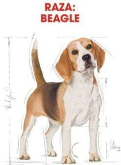 Royal Canin Beagle Adult - Hondenvoer - 12 Kg -Hondenbenodigdheden Winkel 883x1200